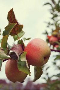applepicking