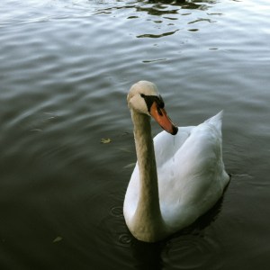 Swan on the Avon River, Stratford, ON