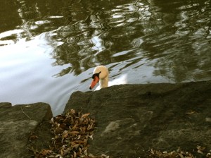 Swan on the Avon RIver  looking for a treat, Stratford, ON