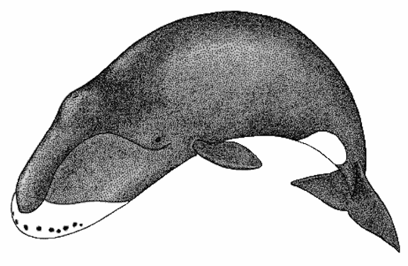Drawing of a bowhead whale.